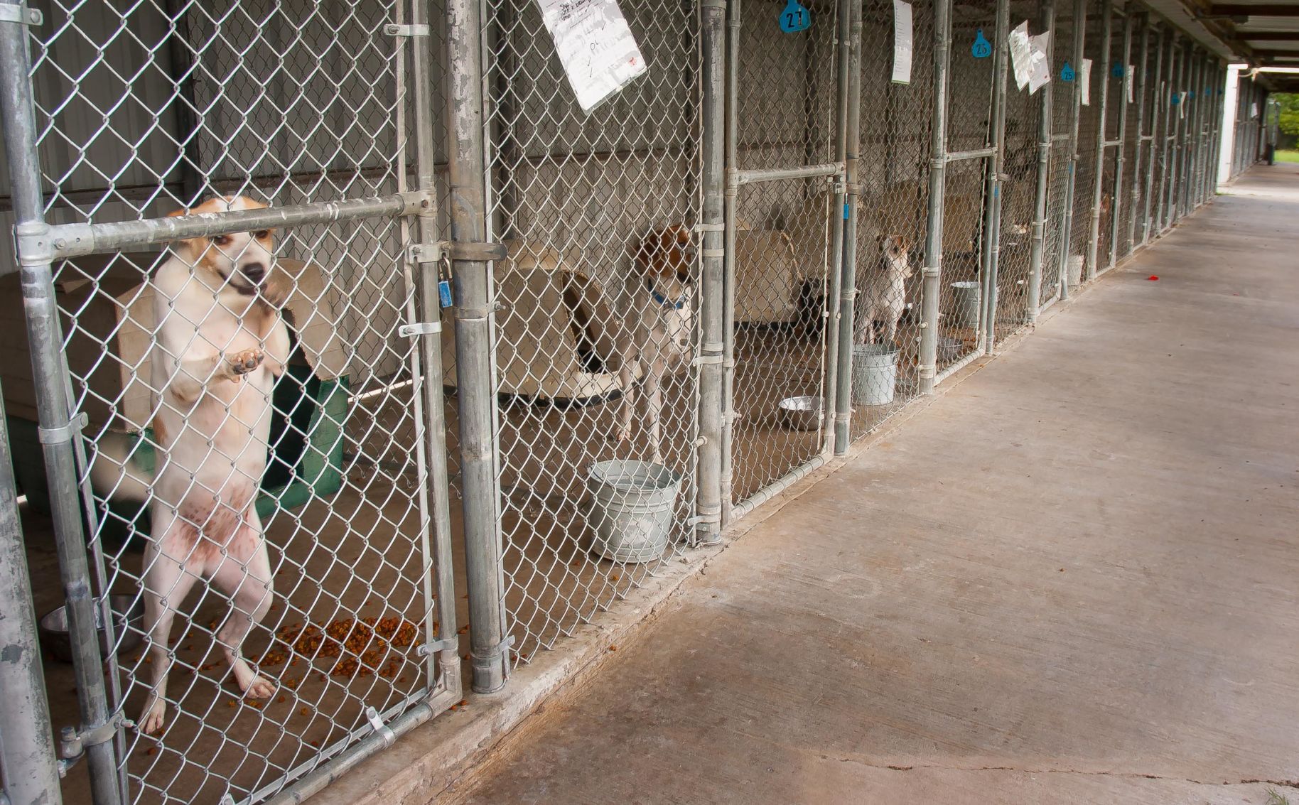 PAWS at capacity, implements intake hold